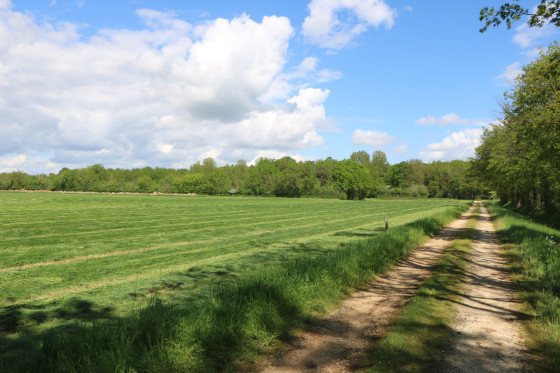 Chemin le long d'une parcelle cultvée