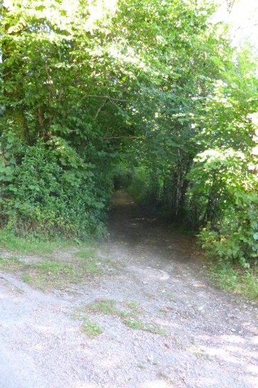 Chemin le long des sapins