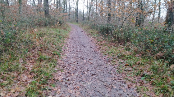 Chemin longeant l\'orée de la forêt
