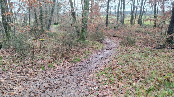 Arrivée du chemin de Saint Jacques dans la forêt