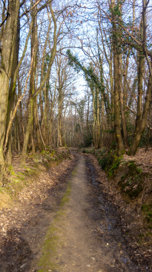 Chemin forestier