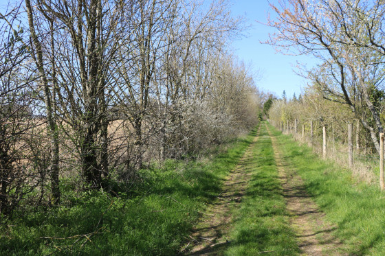 Chemin menant au Bois du Pinier