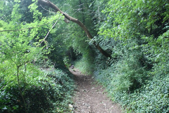 Chemin menant au Lambon