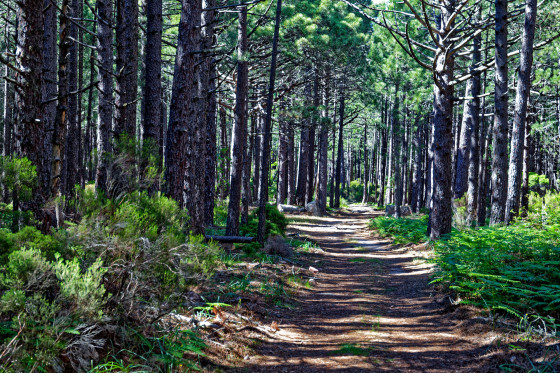 Chemin menant aux bergeries...