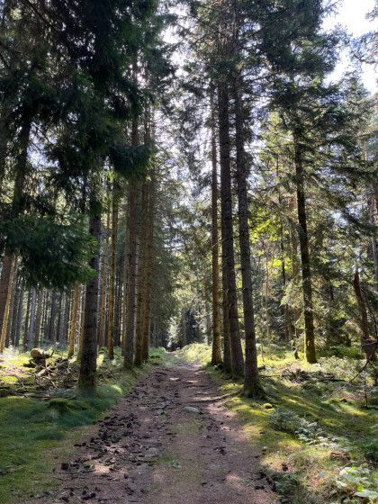 Chemin montant à la pierre des trois évêques