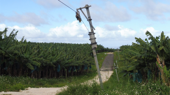 Chemin non-officiel &agrave; travers les bananiers