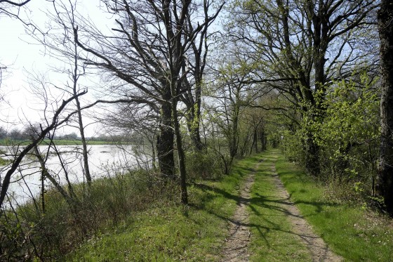 Chemin ombragé au bord de l\'étang