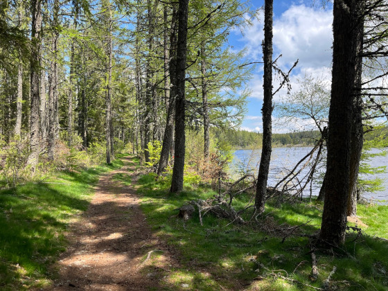 Chemin ombrag&eacute; avec le lac &agrave; droite