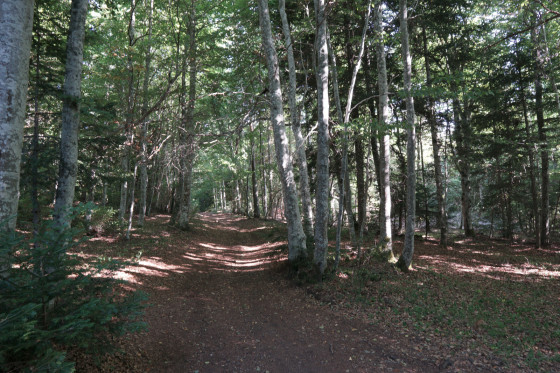 Chemin ombrag&eacute; dans la for&ecirc;t