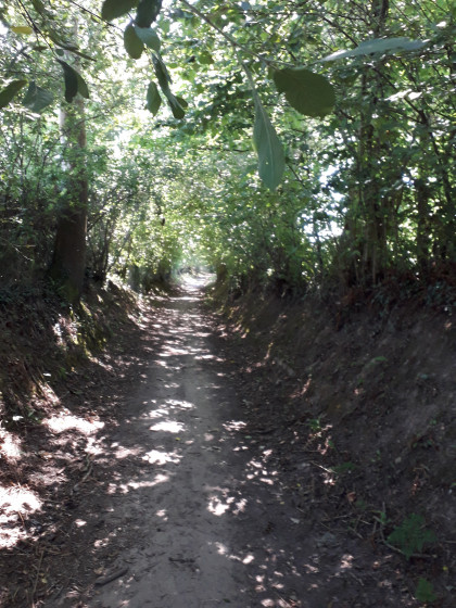 Chemin ombragé