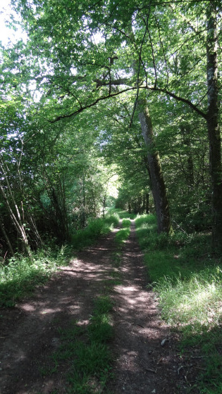 Chemin ombragé