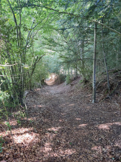 Chemin Ombragé
