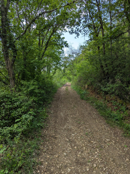 Chemin ombragé