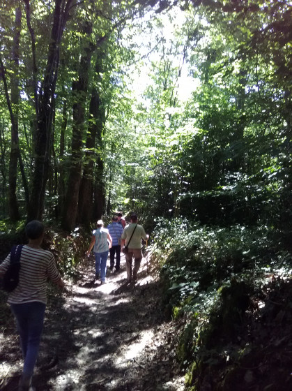 Chemin ombragé