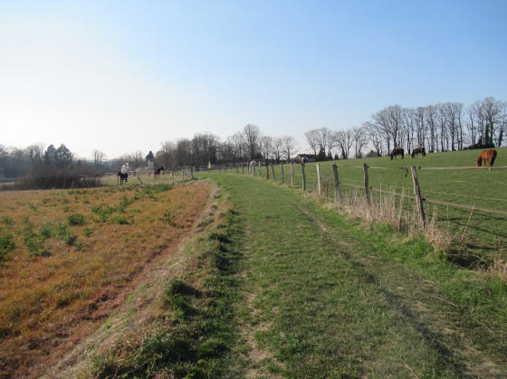 Chemin o&ugrave; l'on croise des chevaux&nbsp;!