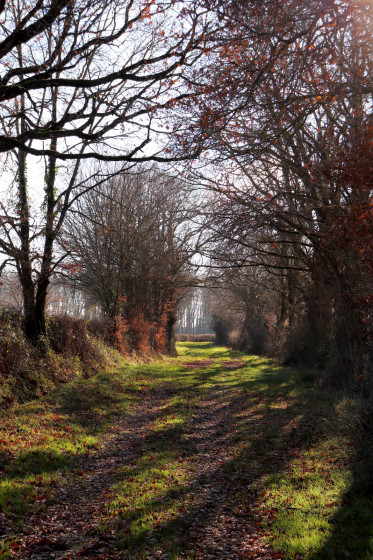 Chemin près de Mosnay