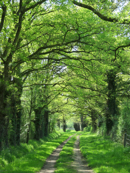 Chemin reliant le Château du Courbat aux bords de Creuse