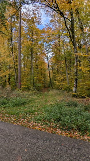 chemin route Bouxi&egrave;res-aux-Bois
