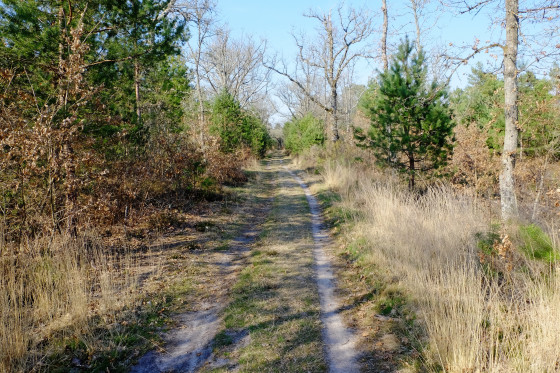 Chemin sablonneux