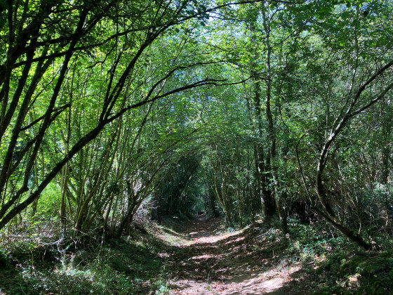 Chemin sauvage