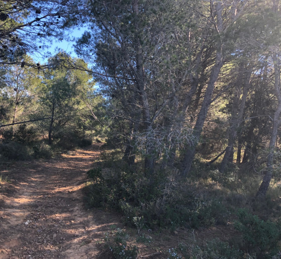 Chemin serpentant sous les bois.