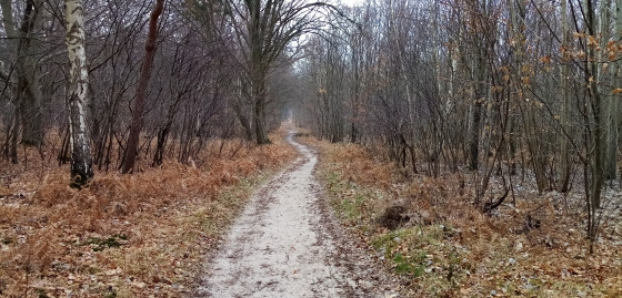 Chemin serpentant