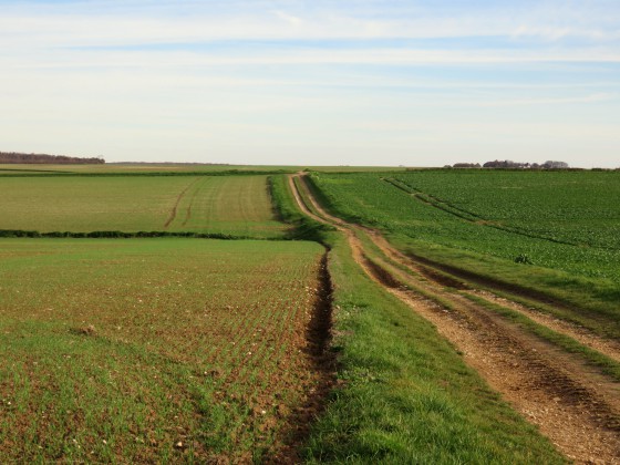 Chemin sillonnant la campagne