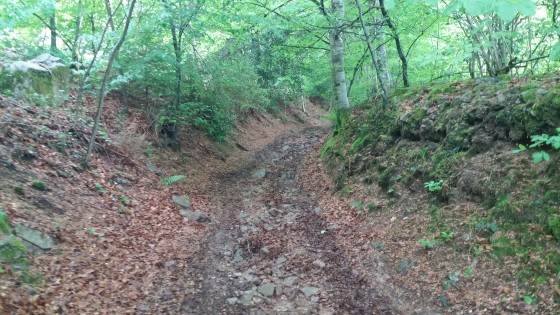 Chemin sombre