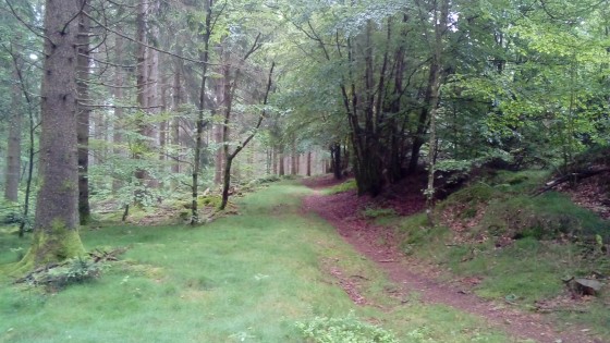 Chemin sous futaie