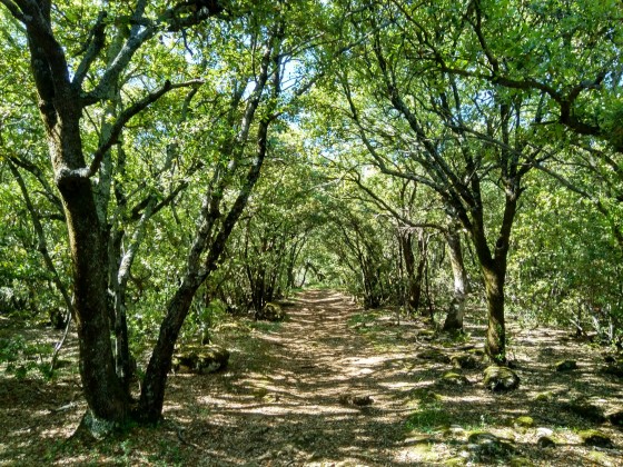 Chemin sous les arbres