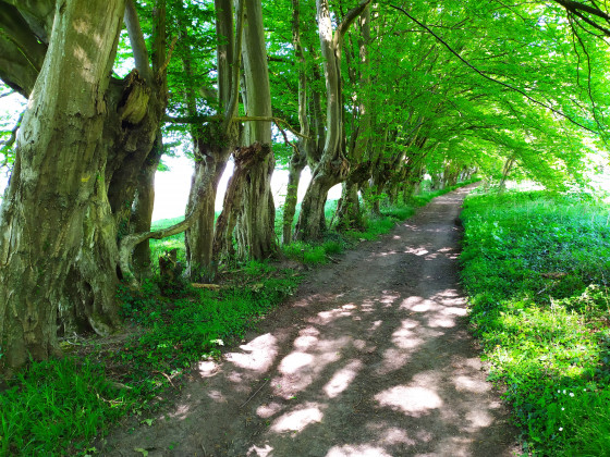 Chemin sous les charmes