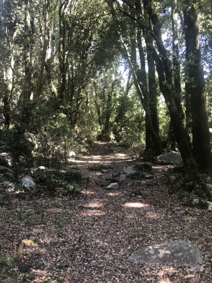 Chemin sous les chênes