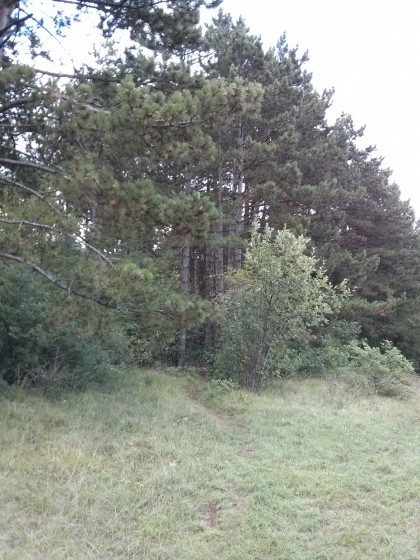 Chemin sous les pins