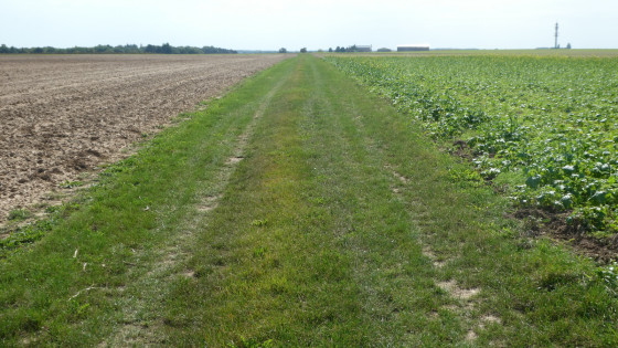 Chemin sur le plateau