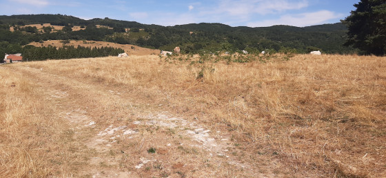 Chemin traversant le pré de vaches