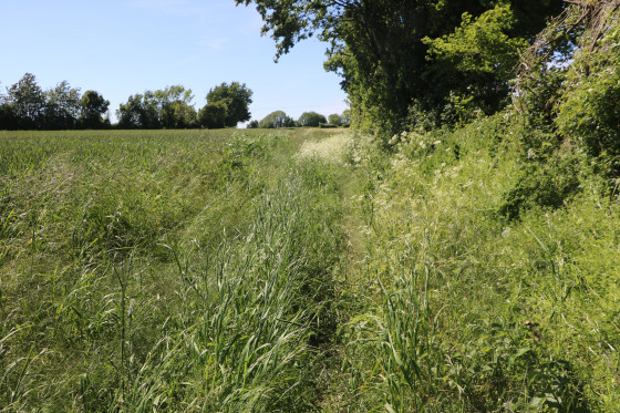 Chemin (très) enherbé