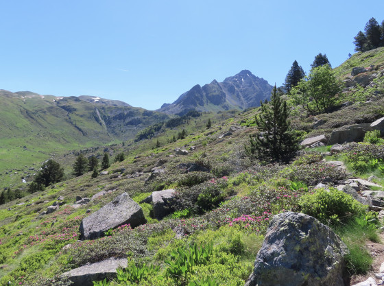 Chemin vers les étangs