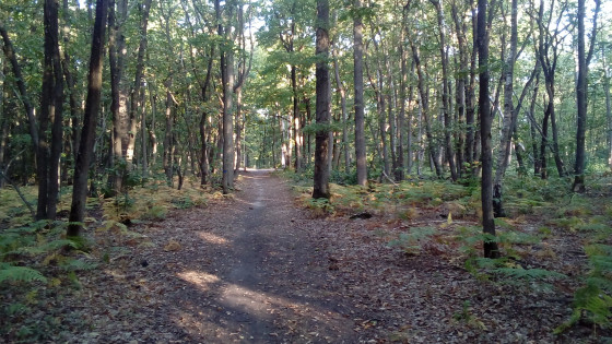 Chemin
