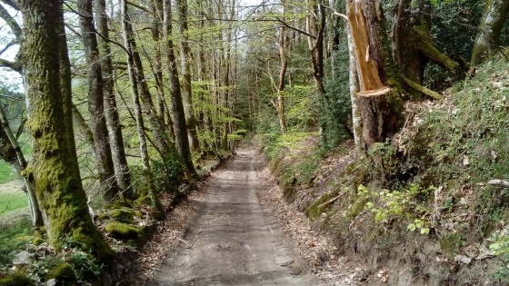 Chemin dans la Haute-Vienne