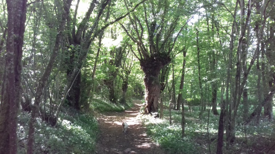 Chemin