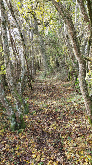 Chemins d'Auxois