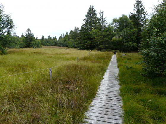 Chemin sur les pontons de bois.