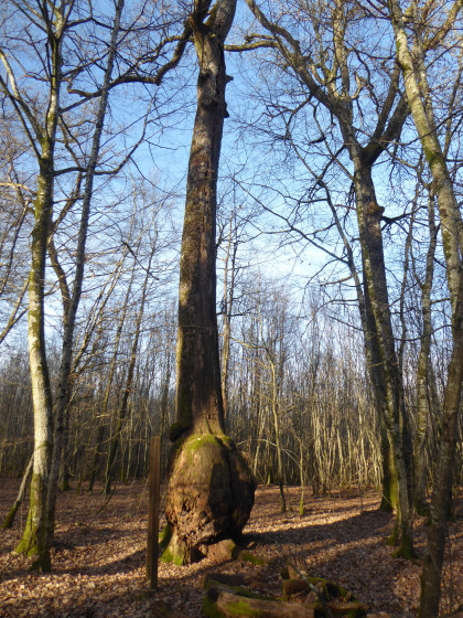 Chêne à la loupe