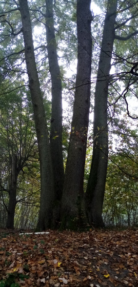 Chêne à quatre futs Chêne à quatre futs