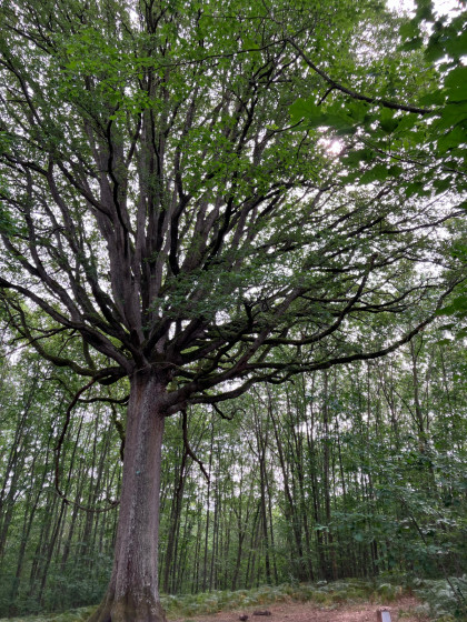 Ch&ecirc;ne de l'Ascension