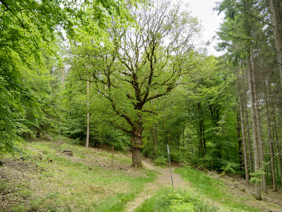 Ch&ecirc;ne de Poleuhe