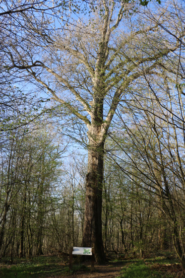Chêne du site \