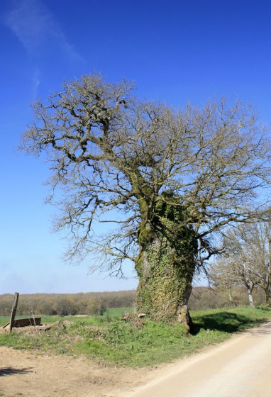 Chêne tricentenaire