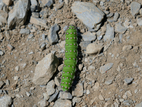 Belle chenille verte