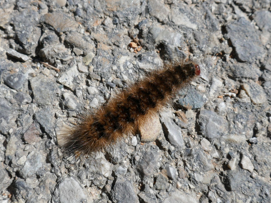 Chenille